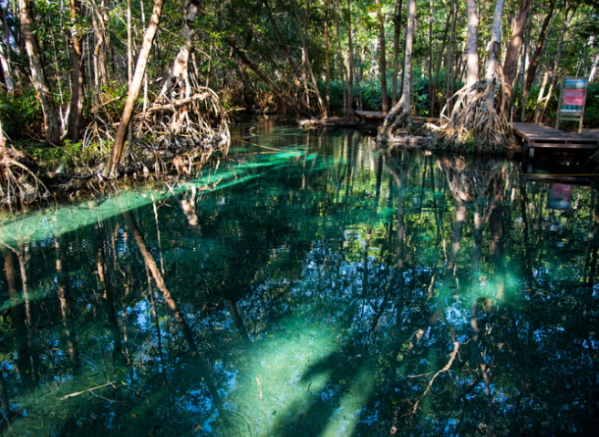 PLAYAS Y MANGLARES CELESTÚN EN BOTE $3.200 MXN