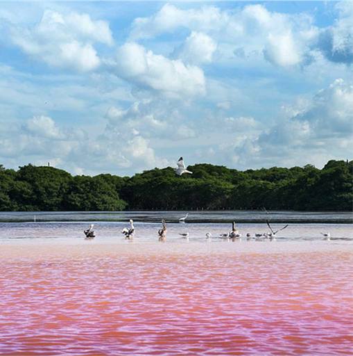 CELESTÚN FLAMINGO $1,750 MXN